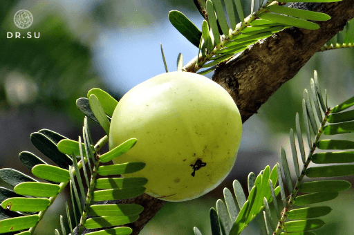 Amla is a fruit: you didn’t know you needed it - Dr. Su Glow x Grow