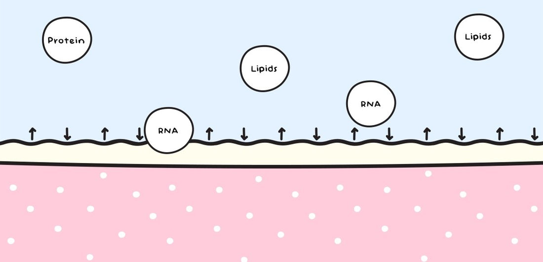 Exosomes- The Future of Skincare! - Dr. Su Formulations