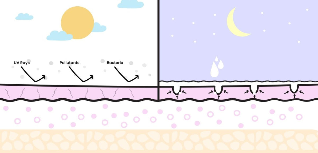 Syncing Your Skincare Routine to Your Circadian Rhythm and Why It’s So Important! - Dr. Su Formulations